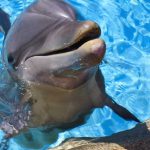 Delfines en el agua alrededor de Hawái