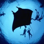 manta_ray