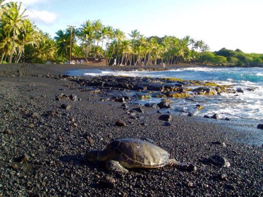 Punaluʻu Black Sand Beach (Big Island): Turtles, swimming and snorkeling