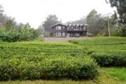 Mauna Kea tea plantation on the Big Island of Hawaii