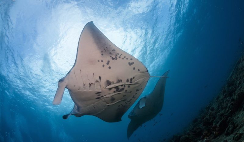 Sunset Manta Ray Snorkeling Adventure at Keauhou Bay (from $130)