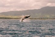 Humpback whale breaching the surface