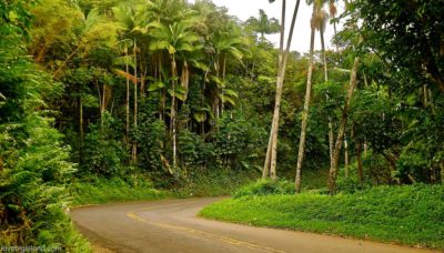 Road Trip! The 5 Best Scenic Drives on the Big Island (Hawaii)