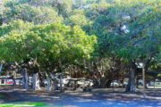 banyan tree park on maui