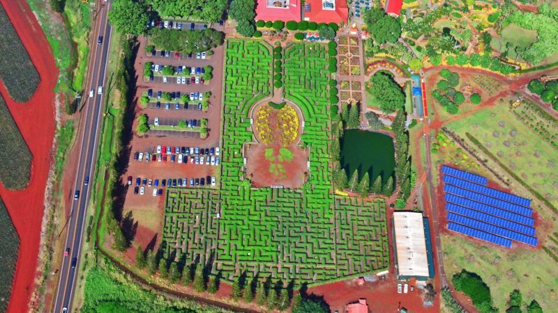The Dole Plantation Pineapple Maze