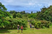 group of people during a chocolate farm tour at Hamakua Chocolate farm.