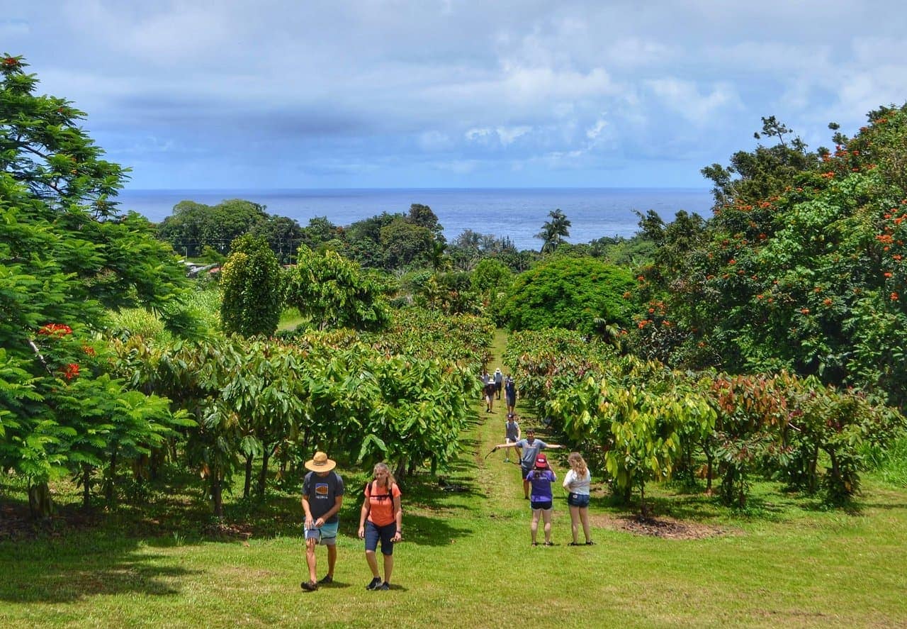 Chocolate + Cacao Farm Tours and Tasting on Big Island (2024)