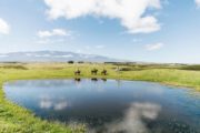 horseback tour group above waimea on the big island