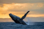 humpback whale breaches, whale watching, sunset