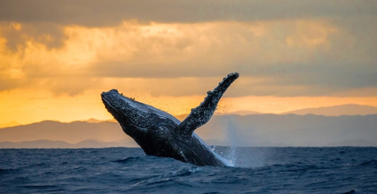 Dine under the sun or stars, dive into whale-watching, enjoy high