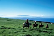 Cowboys, kohala volcano, pasture