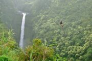 Image: Hawaii Zipline Tours