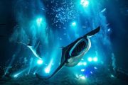 manta ray night dive