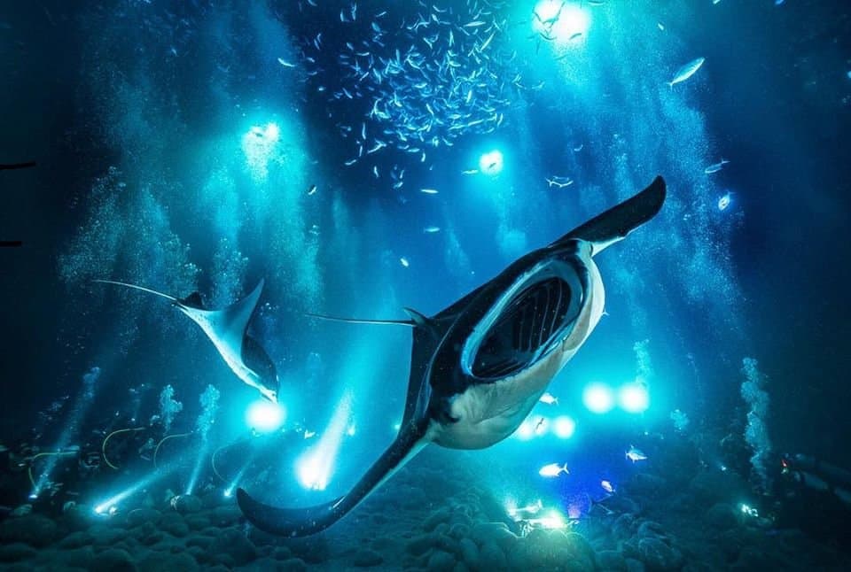 manta ray snorkel