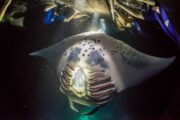 People hanging onto floatation device watching a manta ray