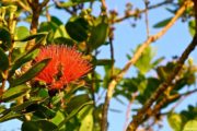 Red Ohia Lehua flower