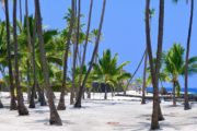 coconut grove in Pu'uhonua (place of refuge)