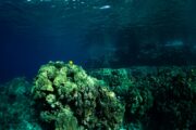 underwater photo of coral reef and yellow fish in kealakekua bay