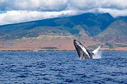 Humpback whale breaching off the west Maui coast. Photo by Steve Wrzeszczynski on Unsplash