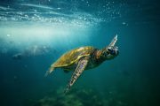 A Hawaiian green sea turtle (Honu) swimming off the coast.